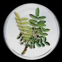 Picture of Boswellia