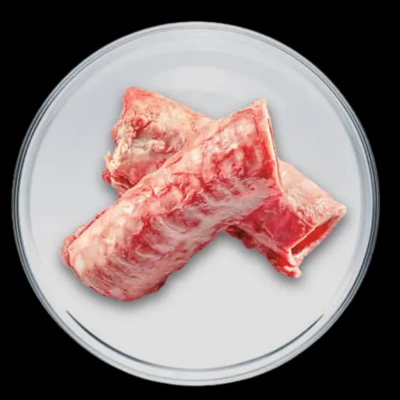 Picture of Chondroïtine