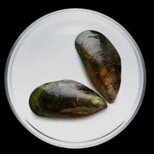 Picture of Moule verte
